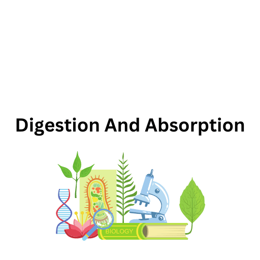 Digestion And Absorption